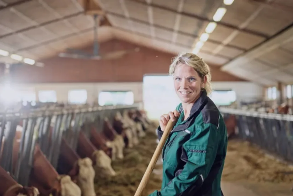 Farm worker in a dairy barn